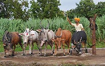 Siddhagiri Gramjivan Museum (Kanerimath)