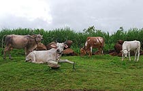 Siddhagiri Gramjivan Museum (Kanerimath)